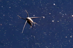 Trepobates subnitidus