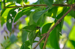 Paraleptomenes miniatus