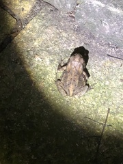 Bufo bankorensis