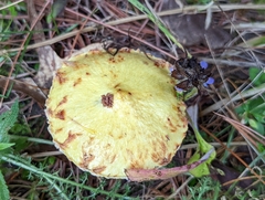 Suillus americanus