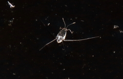 Trepobates subnitidus