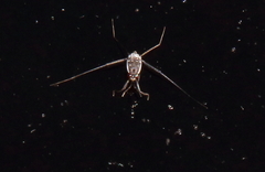 Trepobates subnitidus