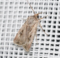 Agrotis