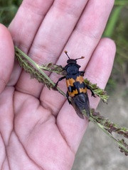 Nicrophorus