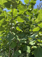 Paulownia