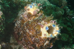 Halocynthia dumosa