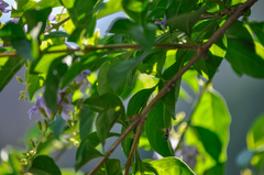 Paraleptomenes miniatus