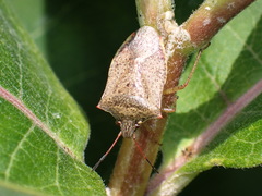 Euschistus servus euschistoides