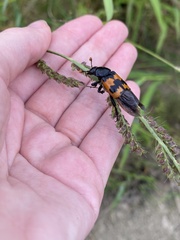 Nicrophorus