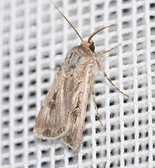 Agrotis