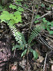Asplenium platyneuron