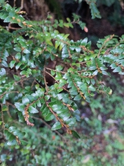 Nothofagus cunninghamii