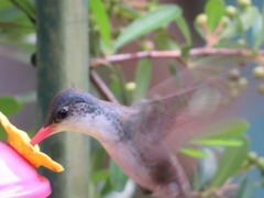 Leucolia violiceps