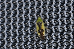 Reuteroscopus basicornis