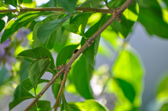 Paraleptomenes miniatus