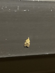 Sparganothis sulfureana