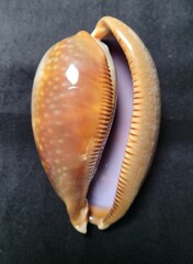 Macrocypraea cervus