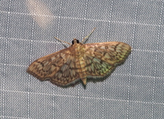 Herpetogramma pertextalis