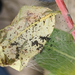 Yponomeuta cagnagella