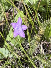 Campanula parryi