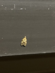 Sparganothis sulfureana