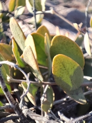 Simmondsia chinensis