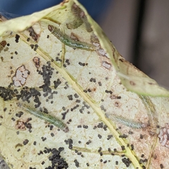 Yponomeuta cagnagella