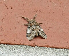 Dasychira meridionalis