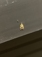 Sparganothis sulfureana