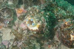 Halocynthia dumosa
