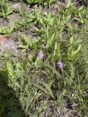 Campanula parryi