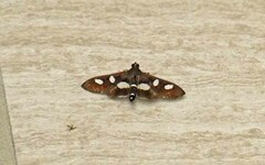 Desmia funeralis