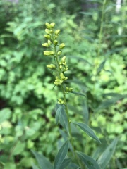 Solidago juncea