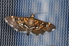 Diathrausta harlequinalis