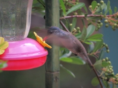 Leucolia violiceps