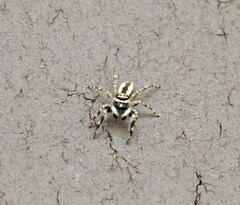 Menemerus bivittatus