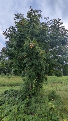 Aesculus