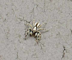 Menemerus bivittatus
