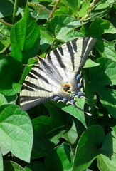 Iphiclides feisthamelii