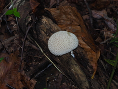 Lycoperdon echinatum