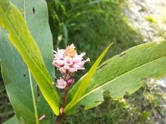 Persicaria amphibia