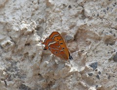 Lycaena li