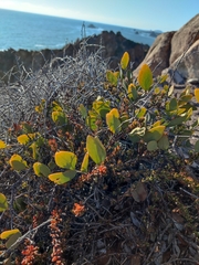 Simmondsia chinensis
