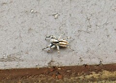 Menemerus bivittatus