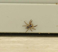 Plexippus paykulli