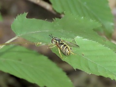 Chrysotoxum