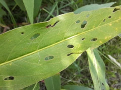Persicaria amphibia