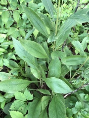 Solidago juncea