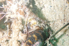 Helcogramma decurrens