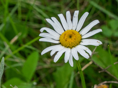 Leucanthemum vulgare